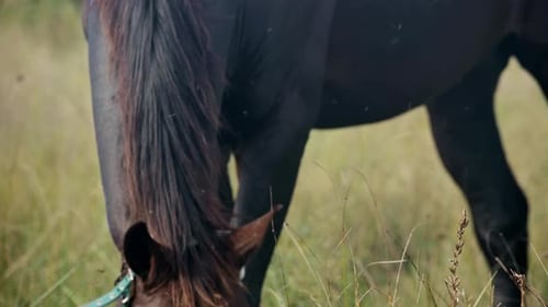 Closeup of a Brown Horse Grazing in Tall Grass Capturing the Texture of Its Mane and Ears Surrounded