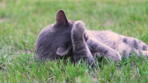 cute tabby european cat lying lazily on green grass cleaning