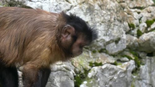 Cute little monkey chimpanzee climbing on rocks and looking for food in wilderness,close up track sh
