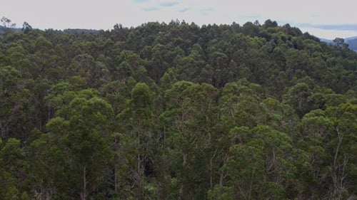 Exploring the Lush, Dense Canopy of a Temperate Rainforest Forest