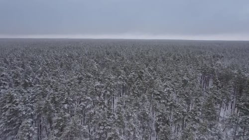 Air View Flight Over the Snowy Winter Forest Endless Pine Forest