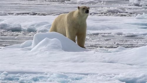 Eisbär läuft auf dem welligen verschneiten arktischen Meer