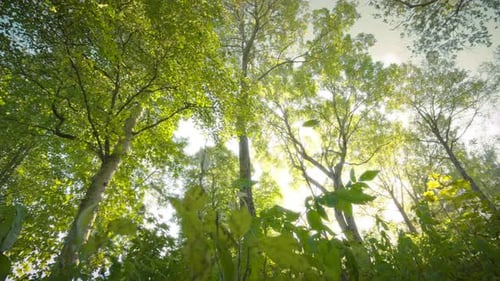 Foto portátil de uma floresta fresca e brilhante vista de baixo. Uma leve brisa faz com que as folhas e as árvores