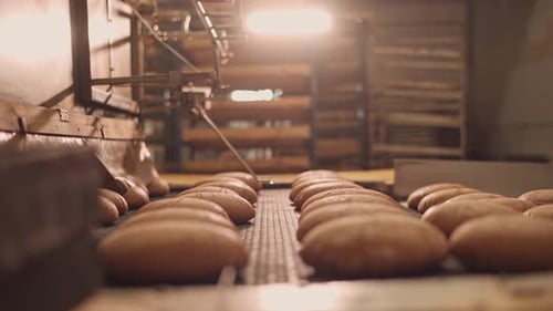 Loaves of bread on a production line in a bakery. Fragrant bread with a ruddy golden crust.
