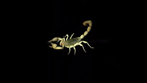 Skorpion-Angriff 3