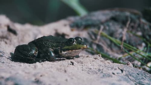 Green Frog Sitting on a River Bank and Jump in Water Slow Motion