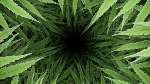 Vista abstracta hacia abajo en las hojas verdes de las plantas