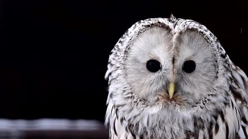 Closeup of Owl Against Black Background