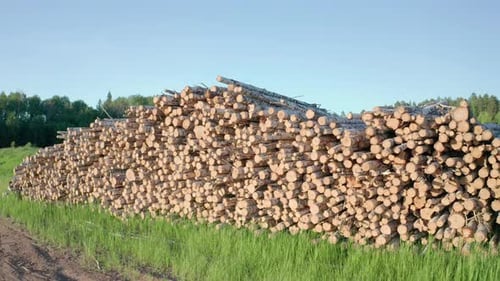 Cut logs of birch on the green meadow in the forest