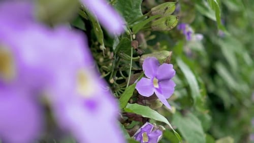 Brilliant Violet Flowers in Natural Setting