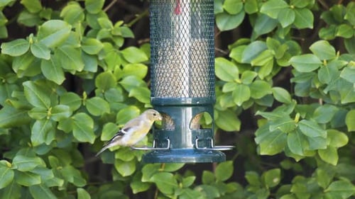 American Goldfinch & House Sparrow At A Bird Feeder, Urban Backyard.