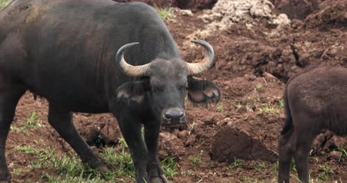 Mother African Buffalo With Calf In Aberdare National Park In Kenya. - close up