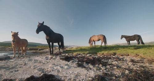 Chevaux paissant dans les fjords au coucher du soleil en Norvège