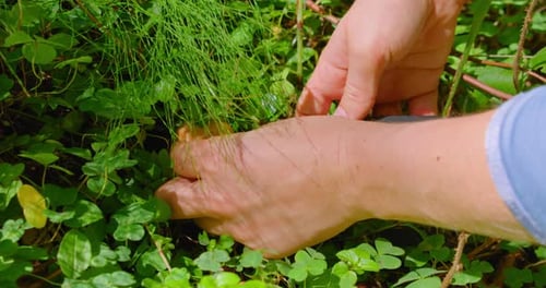 Woman hands cut edible saffron mushroom in the autumn coniferous lush green forest. Harvest time. Fo
