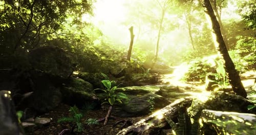 Sunlight Filters Through Lush Greenery in a Serene Forest Clearing