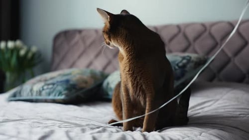 Felidae Cat with Whiskers and Fur Sitting Comfortably Next to a Cord on a Bed
