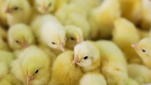 Group of adorable yellow chicks looking the same bunching together. Growing up poultry at the farm.