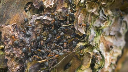 Rote Ameisen (Formica rufa) bewegen sich auf dem Nest, Ameisenhaufen mit roten Waldameisen im Frühling, Arbeit und Leben der Ameise