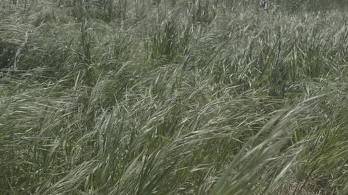 Friedliche Aufnahme von grünem Gras, das von der Brise unter der Frühlingssonne bewegt wird