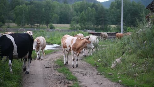 Cattle Herd Walking Down Rural Dirt Road
