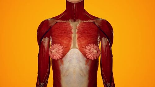 3D Female Breast and Muscular System Anatomy Animation