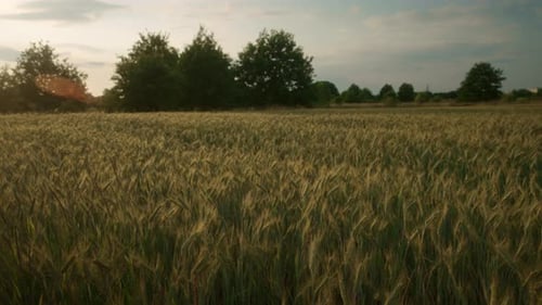 golden rye field with ripe wheat ready to harverst. Agriculture beauty