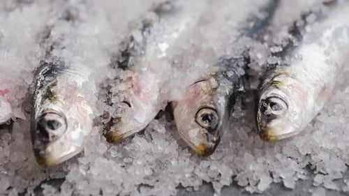 Chef Cooking Fresh Sea Sardines and Anchovy Fish and Mullus Salted Fermented Fish On Display On Ice
