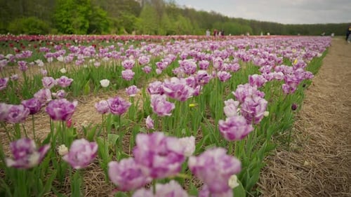 Field of Pink Tulips in Spring