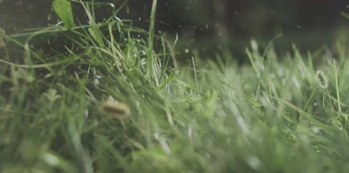 Using lawnmower for cutting grass