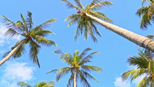 Coconut palm trees on cloudy sky background, look up in tropical island