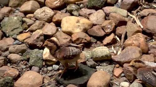 Baby chick in slow motion .02