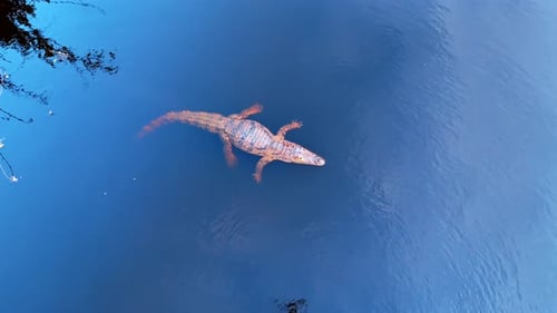 Crocodile floating in the water surface. Aerial perspective on the relaxed alligator in the river.