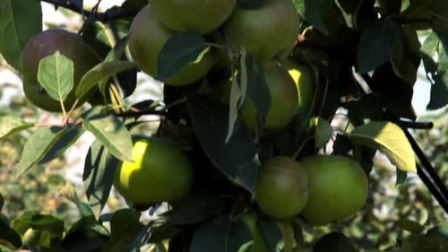Apples on Branch of Apple Tree at Apple Orchard/Closeup of Apples On