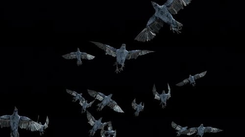 Flock of Crows Flying with Alpha Channel