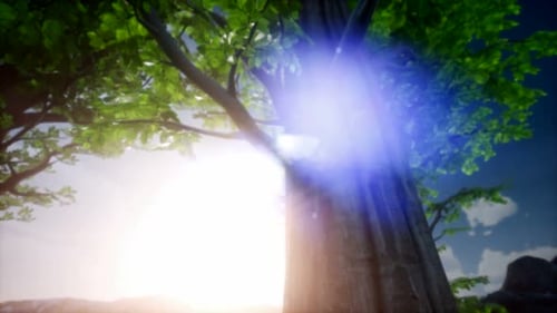 Sun Beams Through Trees