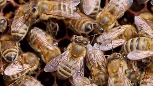 Mähnenbienen und Waben