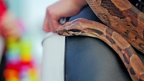 Un Serpent Exotique Reposant Sur Un Sac En Cuir Pour Femme Capturé En Mouvement Cinématographique