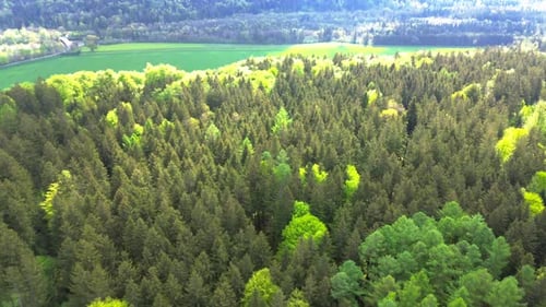 drone fly over forest and fields in summer 4k