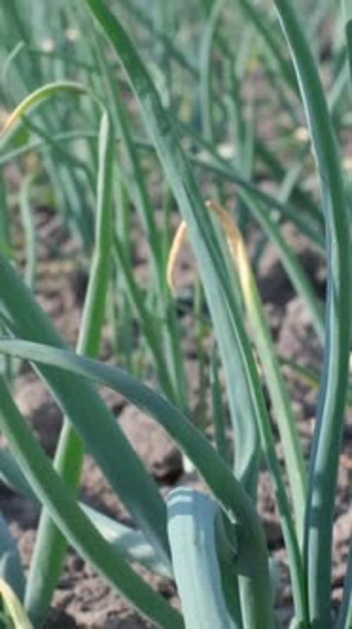 Green Onion Plant in Spring Young Green Onions Vertical Video