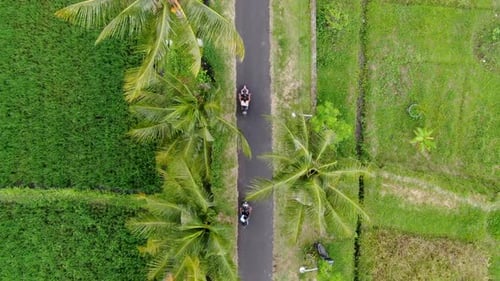 Motorbikes ride on asphalt road surrounded by rice fields, top down view