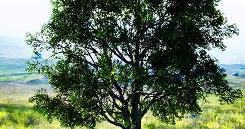 Vibrant Green Tree Standing Tall Against the Soft Morning Light in Nature