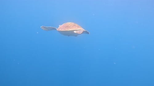 Unterwasservideo einer Meeresschildkröte auf den Philippinen