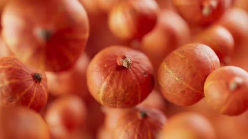 Animation of a group of pumpkins. Defocus. Close-up.
