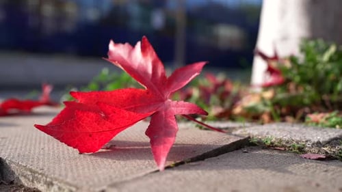 Bright Red Leaf on Sidewalk on a Sunny Day