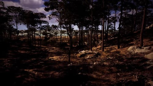 Sunlight Filtering Through Trees in a Serene Forest Landscape