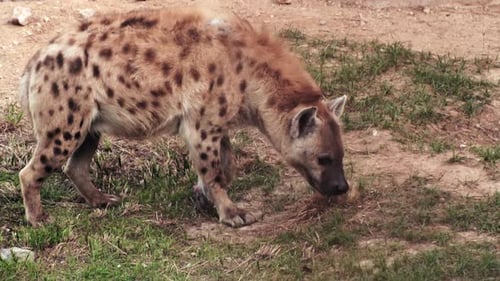 Hyena Walks on an Evening Safari