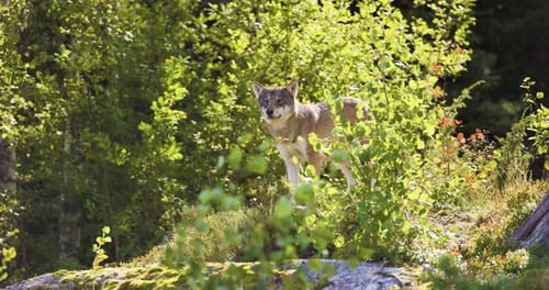 Gray Wolf in Scandinavian Forest Wildlife in Natural Habitat