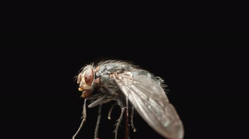 A side view of a fly on a black background, macro shot. It moves its legs, isolated.