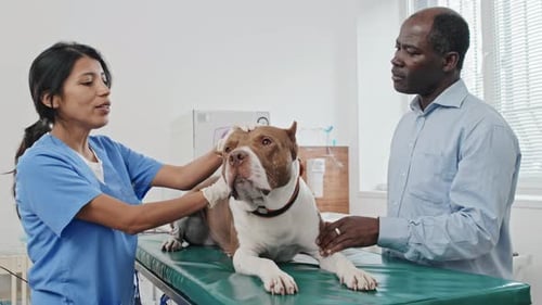 Man HAving Consultation with Veterinarian in Clinic