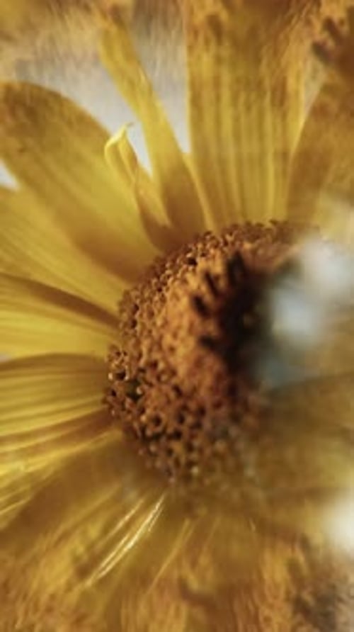 Close Up Flower: Floral Pattern with Blurred Motion